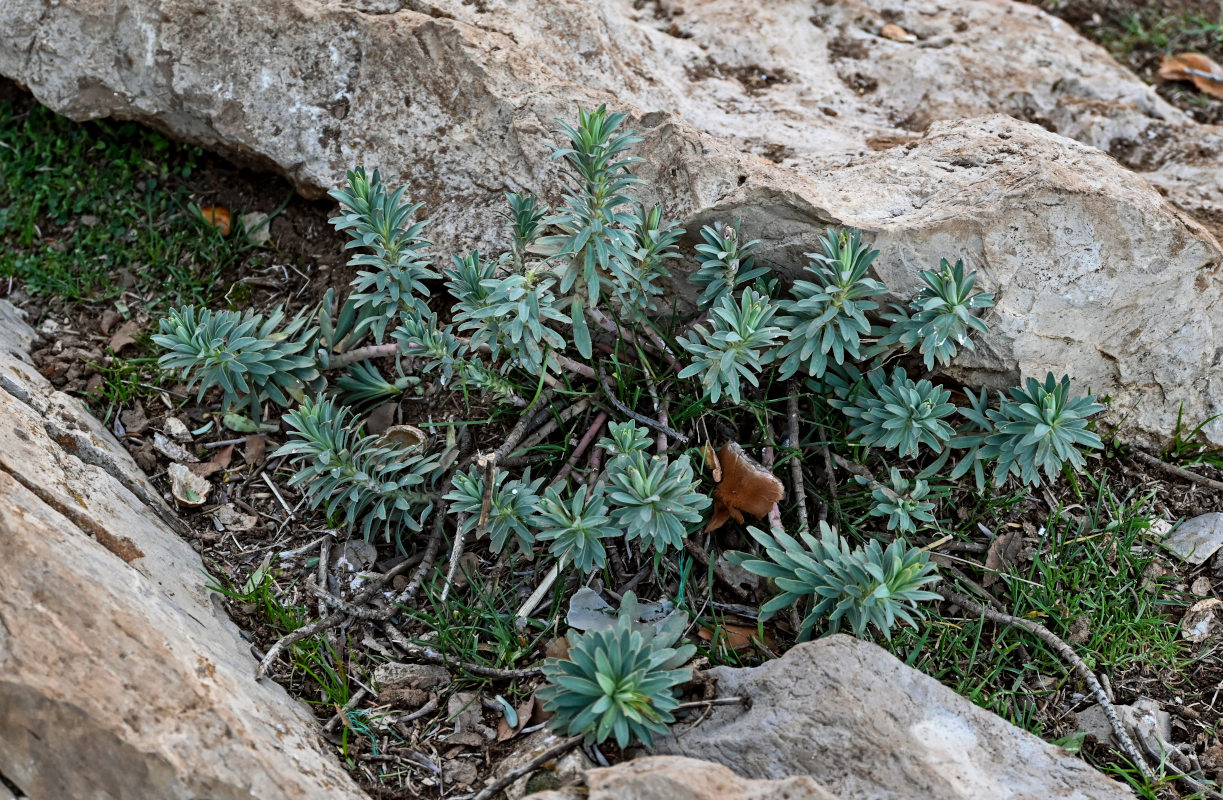 Изображение особи Euphorbia rigida.