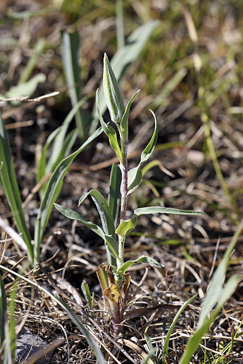 Изображение особи Tragopogon orientalis.