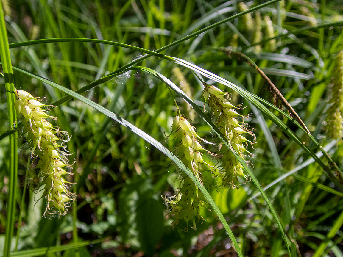 Image of Carex vesicaria specimen.