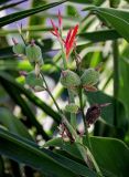 Canna indica