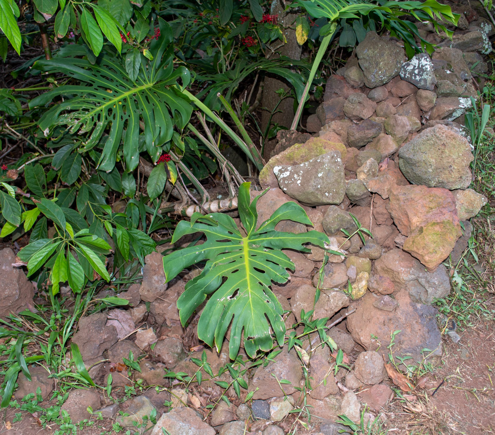 Image of Monstera deliciosa specimen.