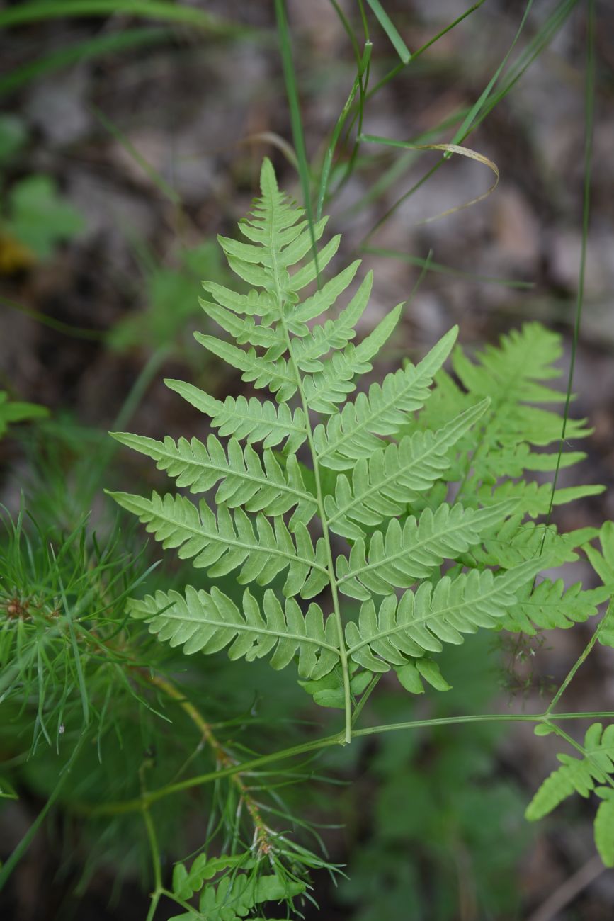 Изображение особи Pteridium pinetorum.