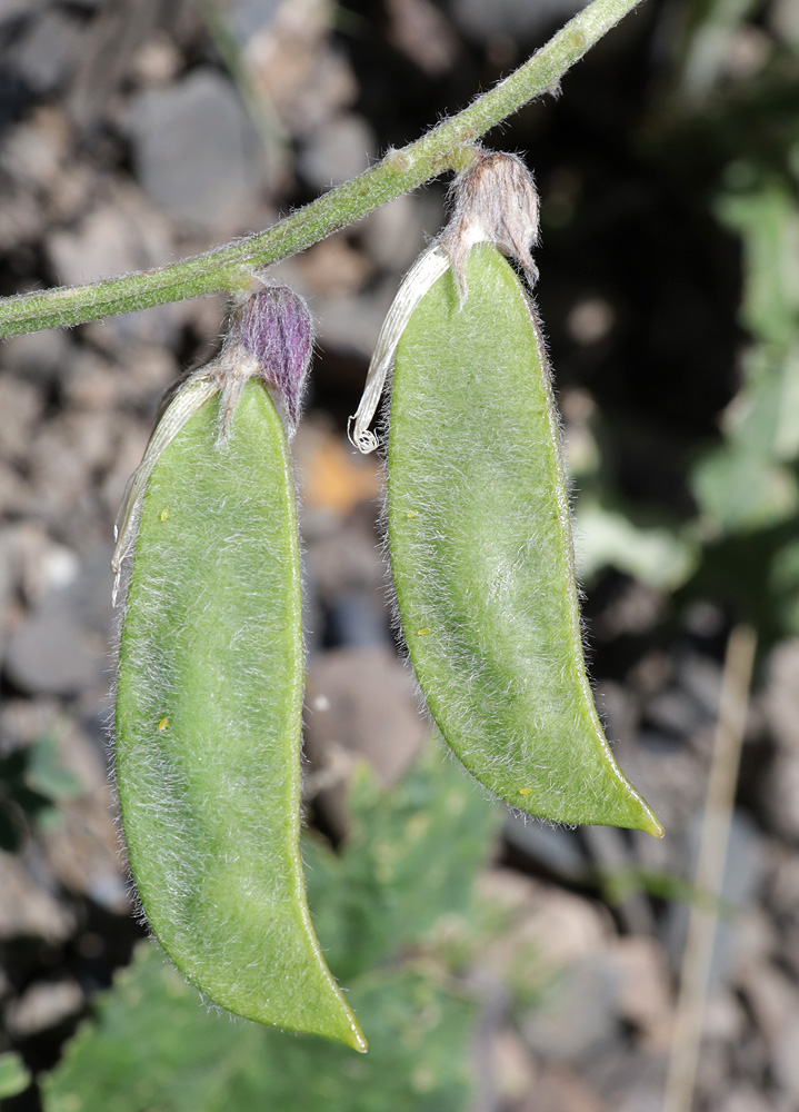 Image of Vicia sosnowskyi specimen.