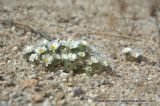 Monoptilon bellioides. Цветущее растение. Северная Америка, Мексика, полуостров Баха Калифорния, Гваделупе. 21.04.2010.
