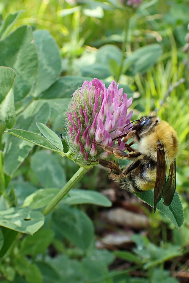 Изображение особи Trifolium pratense.