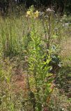 Oenothera biennis