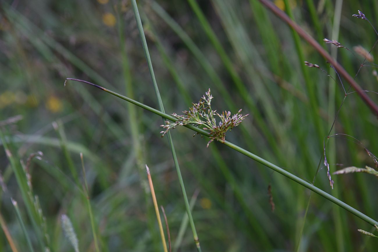 Изображение особи Juncus effusus.