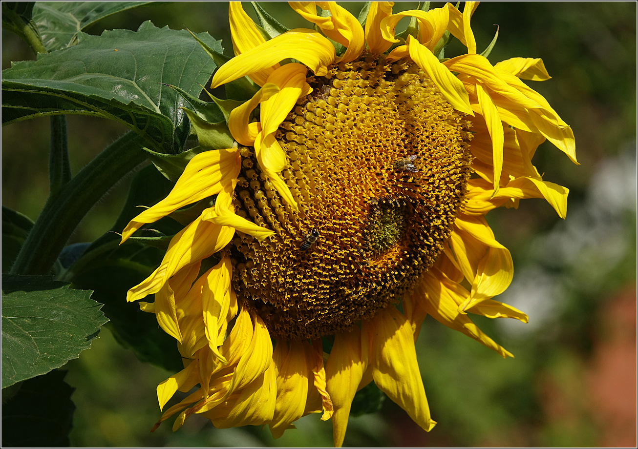 Изображение особи Helianthus annuus.