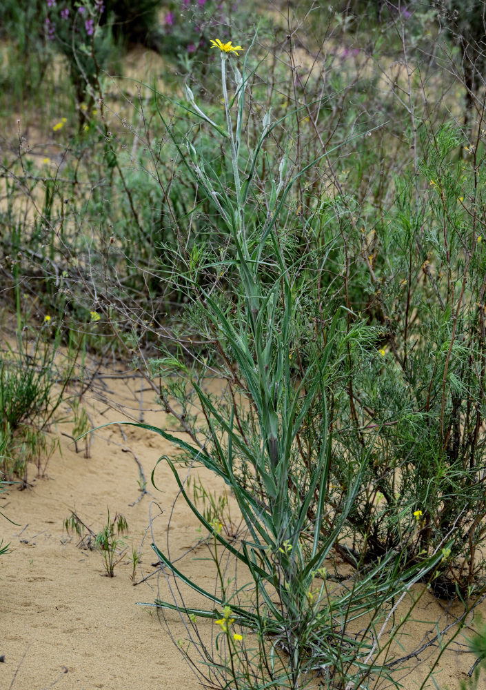 Image of Tragopogon dasyrhynchus var. daghestanicus specimen.