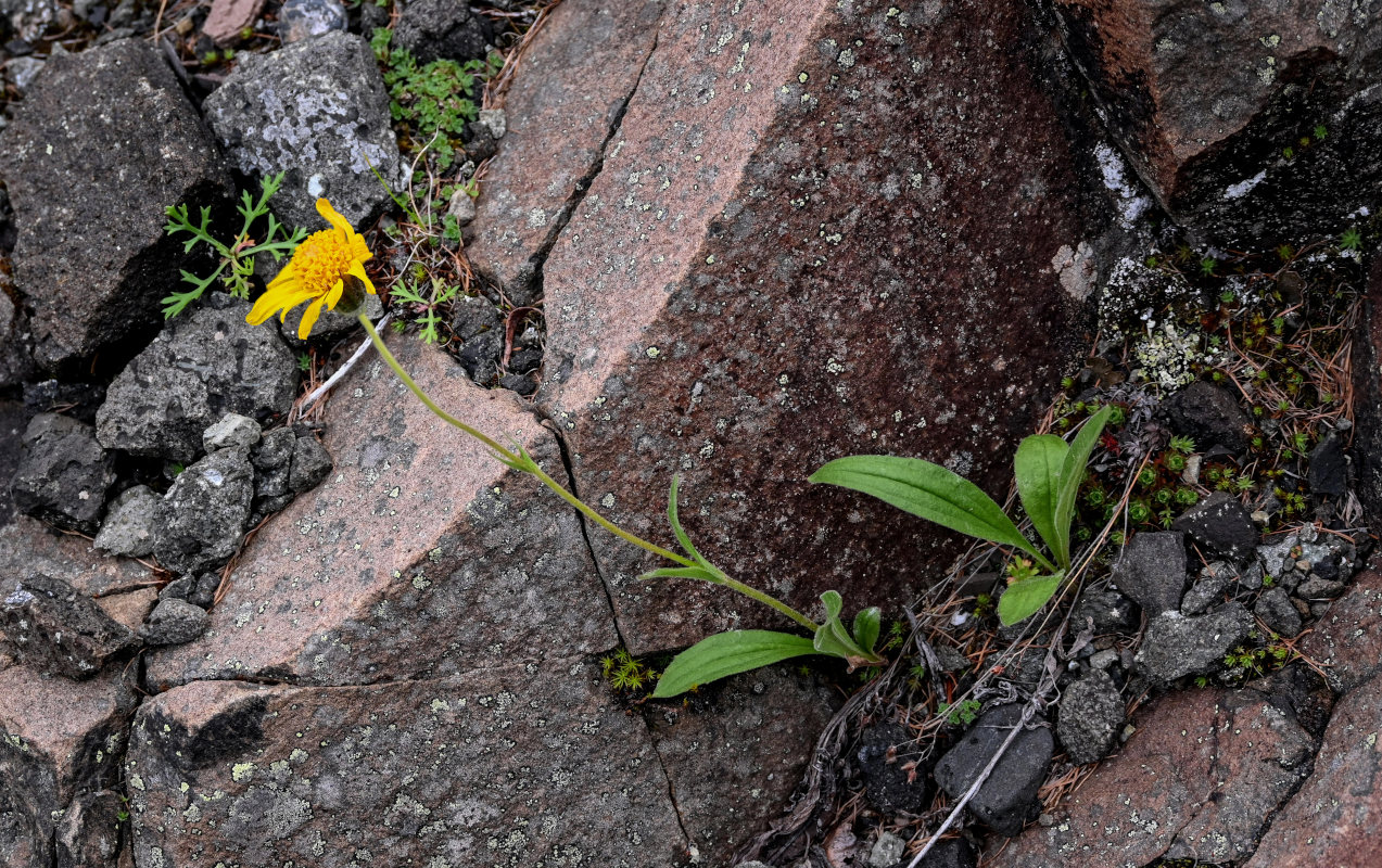 Изображение особи Arnica iljinii.