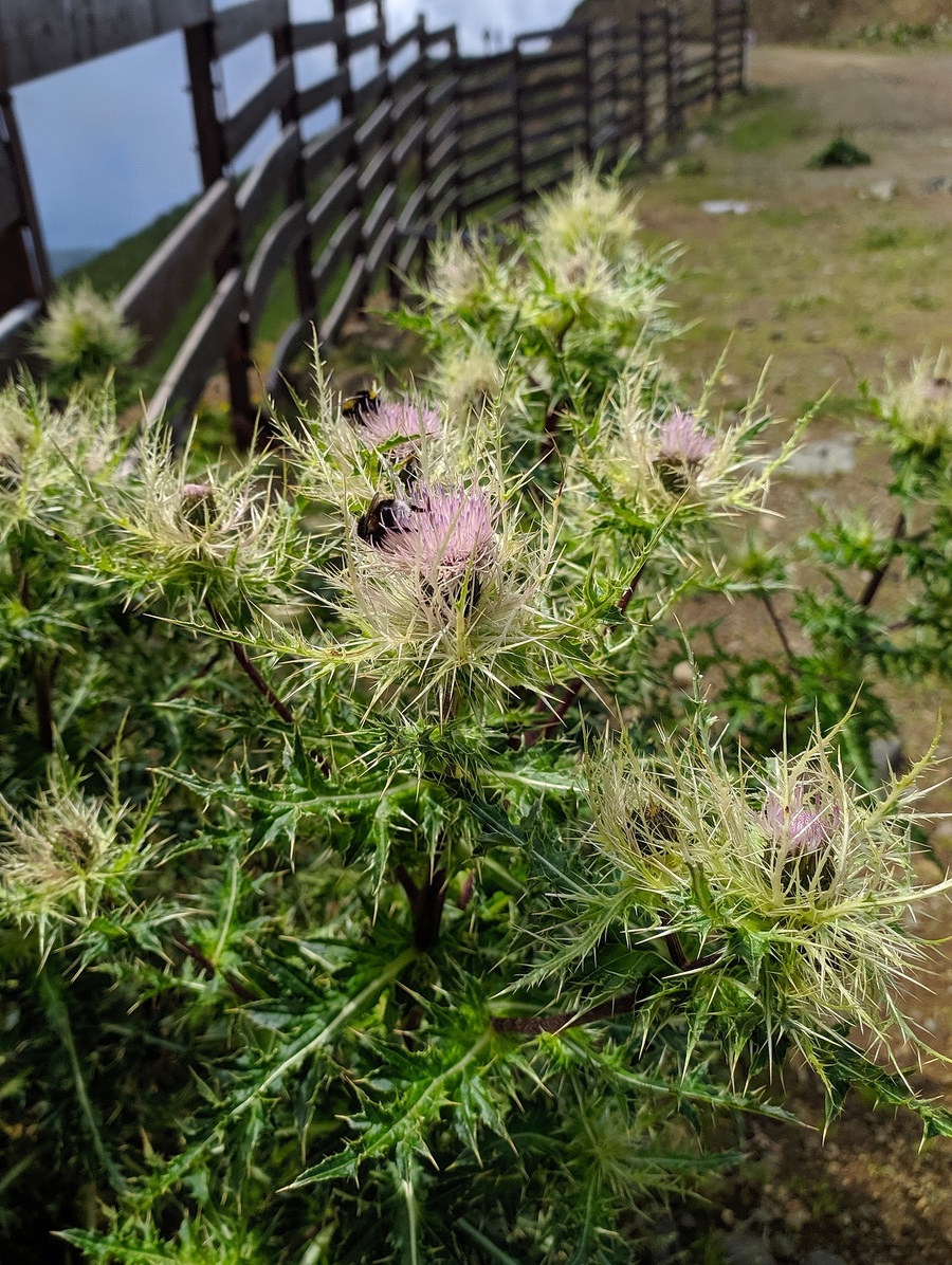 Image of Cirsium obvallatum specimen.