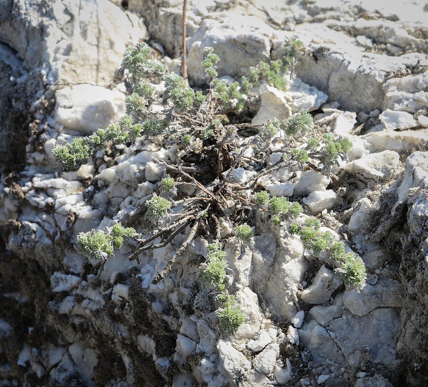 Изображение особи Artemisia frigida.