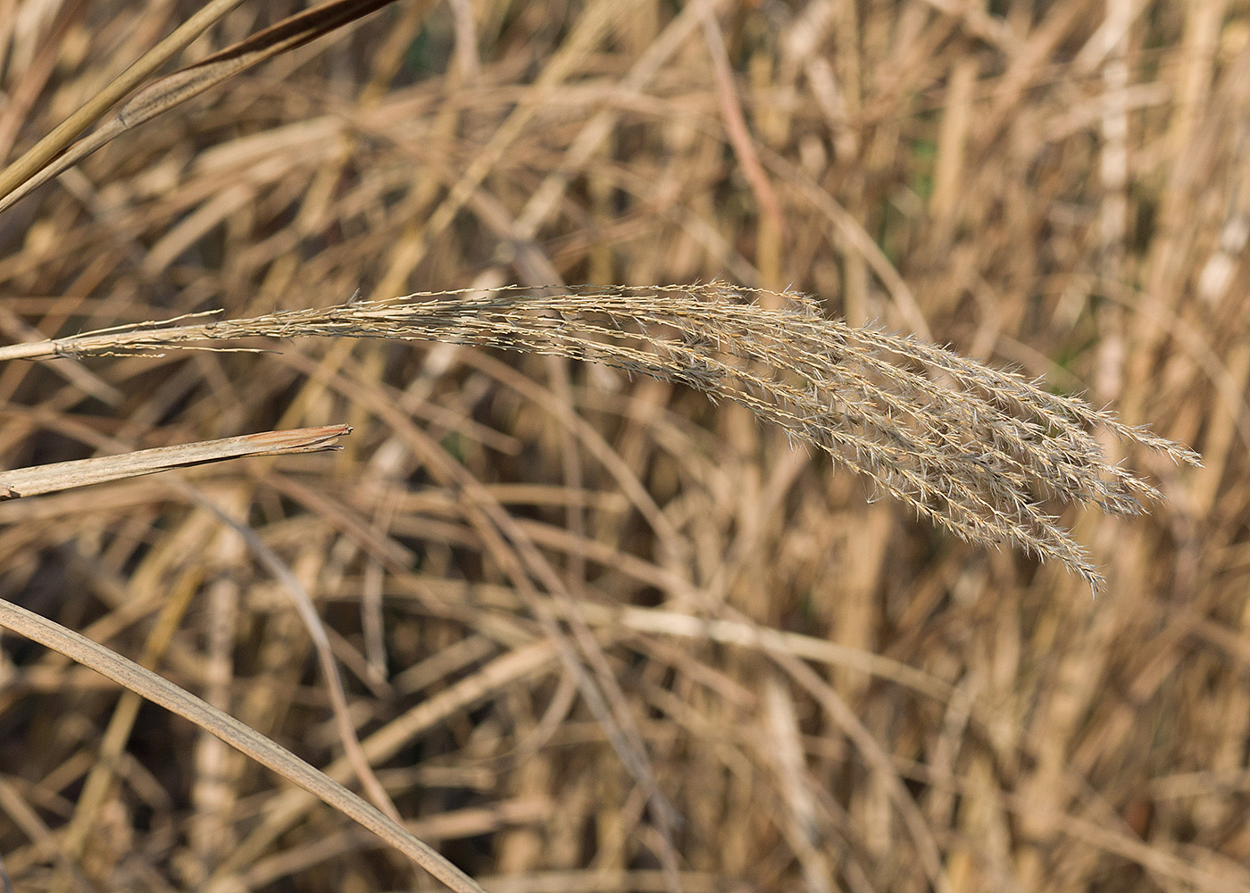 Image of Miscanthus sinensis specimen.