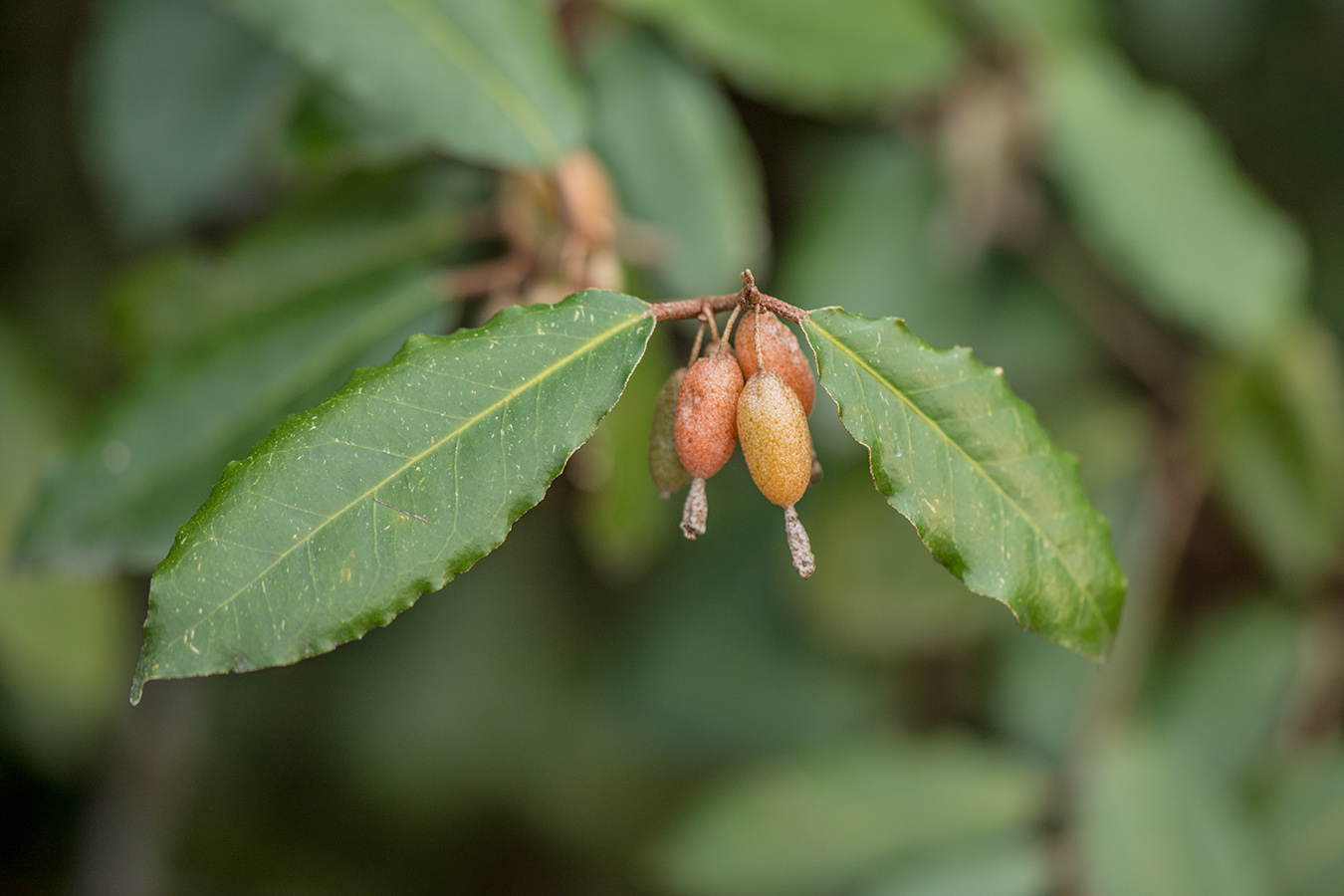 Image of Elaeagnus pungens specimen.