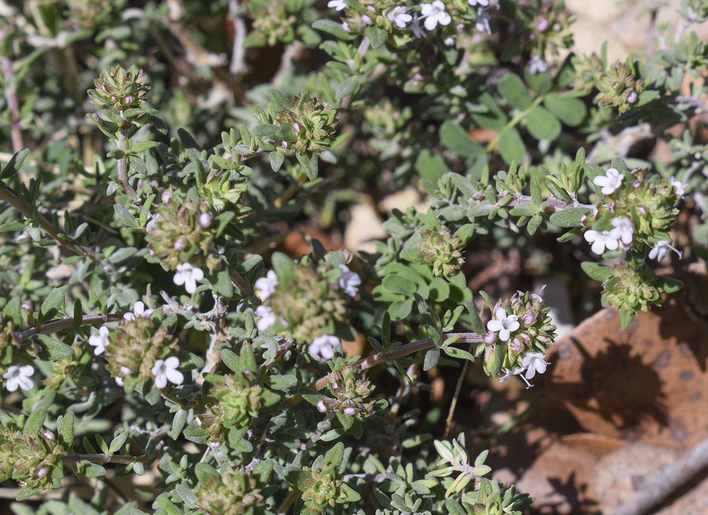 Изображение особи Thymus vulgaris.