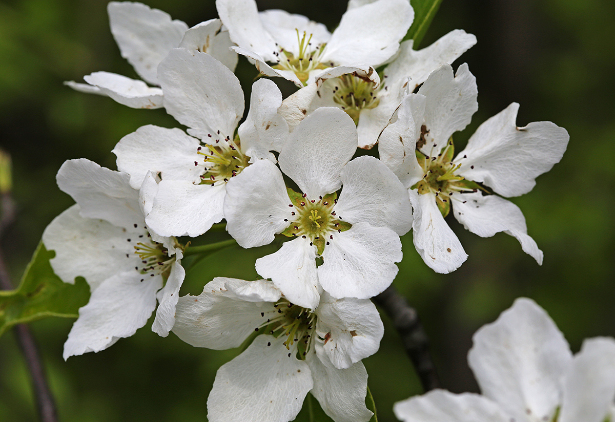 Изображение особи Pyrus ussuriensis.