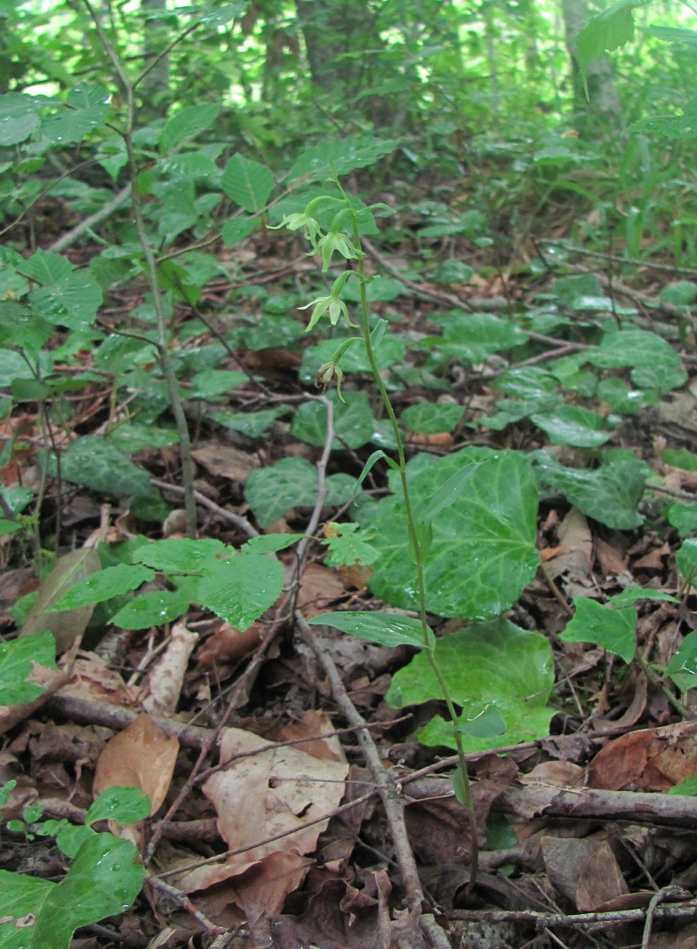 Image of Epipactis persica specimen.