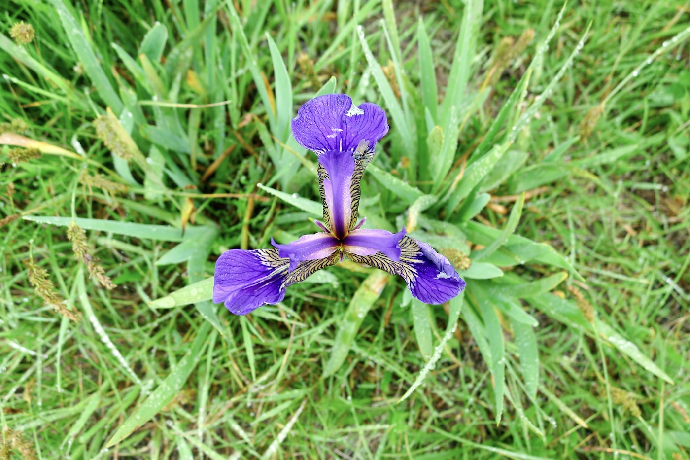 Image of Iris setosa specimen.