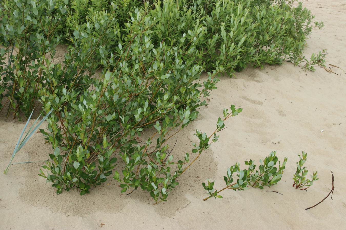 Image of Salix phylicifolia specimen.