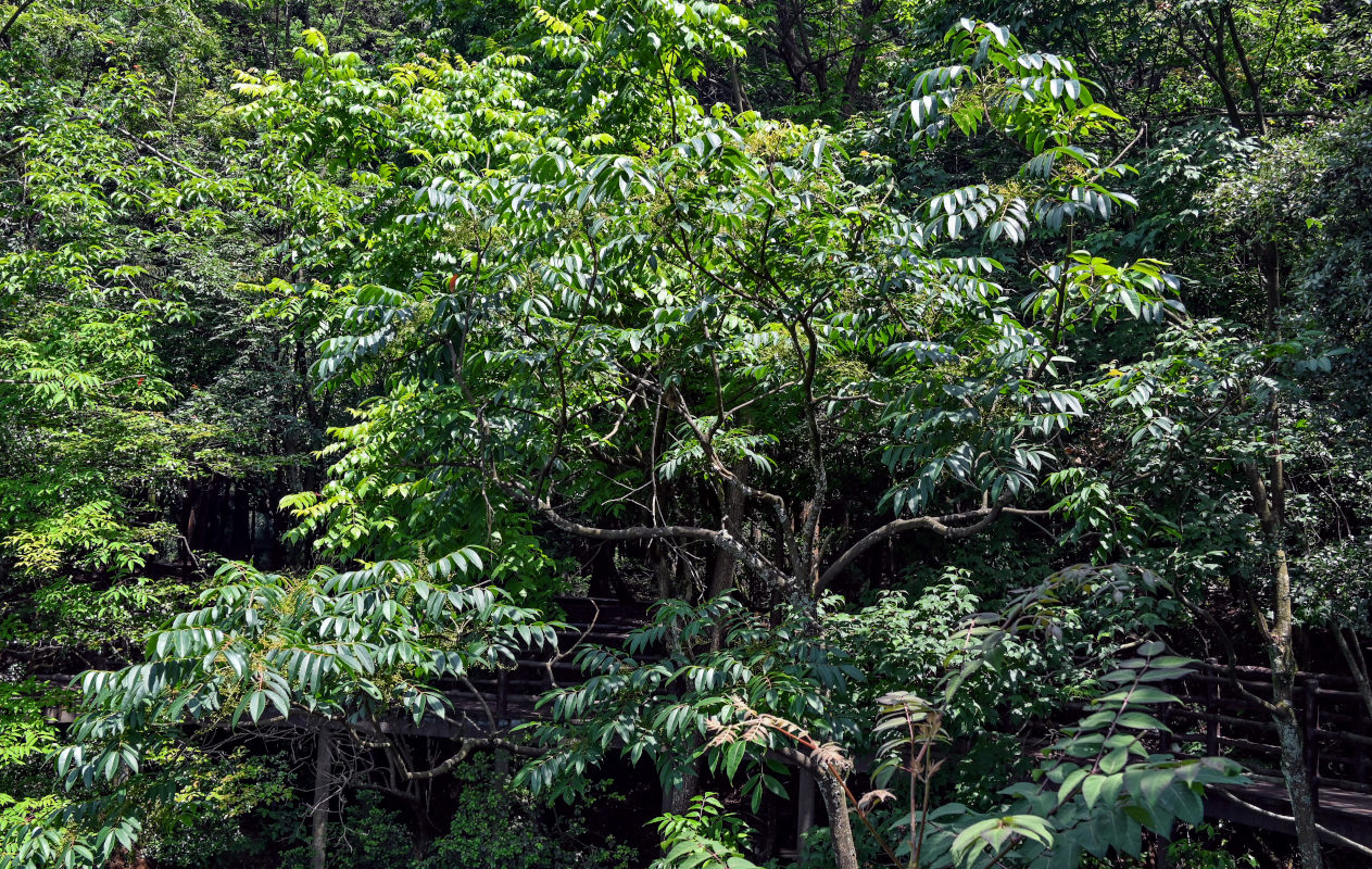 Изображение особи Toxicodendron vernicifluum.