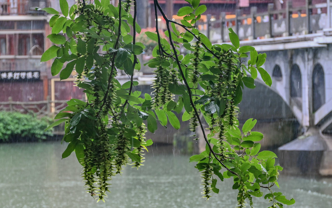 Изображение особи Pterocarya stenoptera.