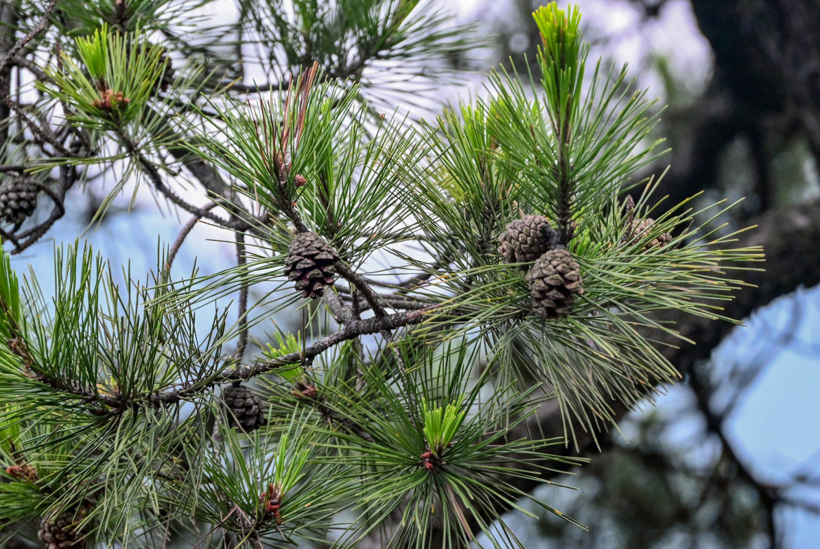 Изображение особи Pinus tabuliformis.