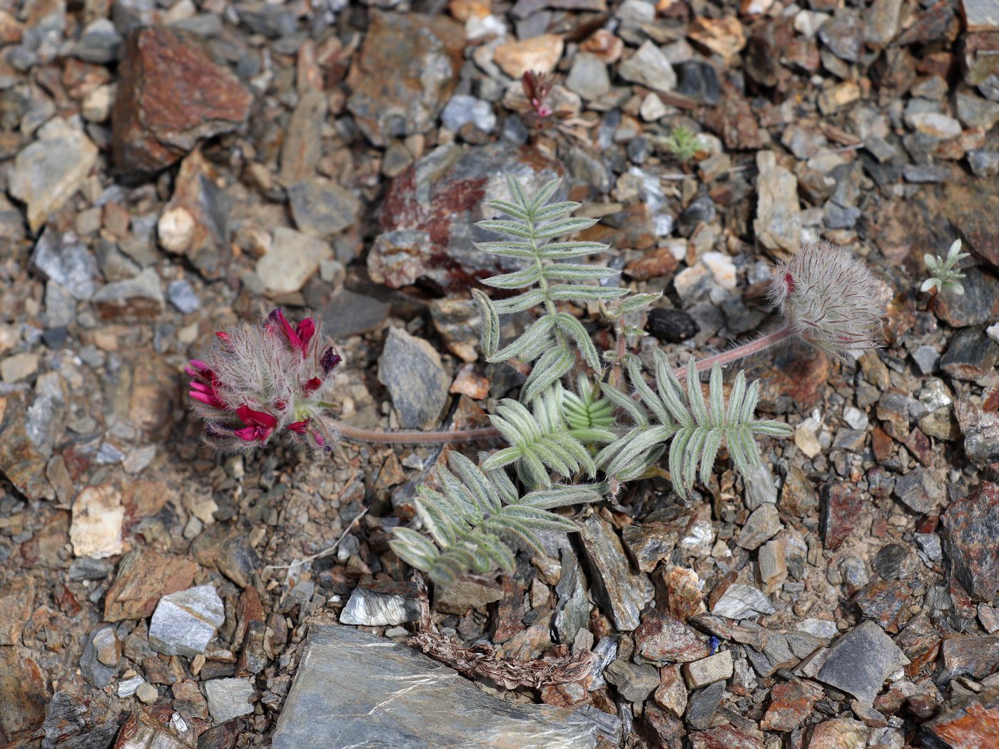 Изображение особи Oxytropis trichocalycina.