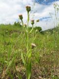 Erigeron acris. Верхушка цветущего растения. Казахстан, Западный Алтай, горы Таловка (Собачьи Горы) у пер. Седло в окр. с. Солдатово, ≈ 1450 м н.у.м., обочина дороги. 5 июля 2024 г.