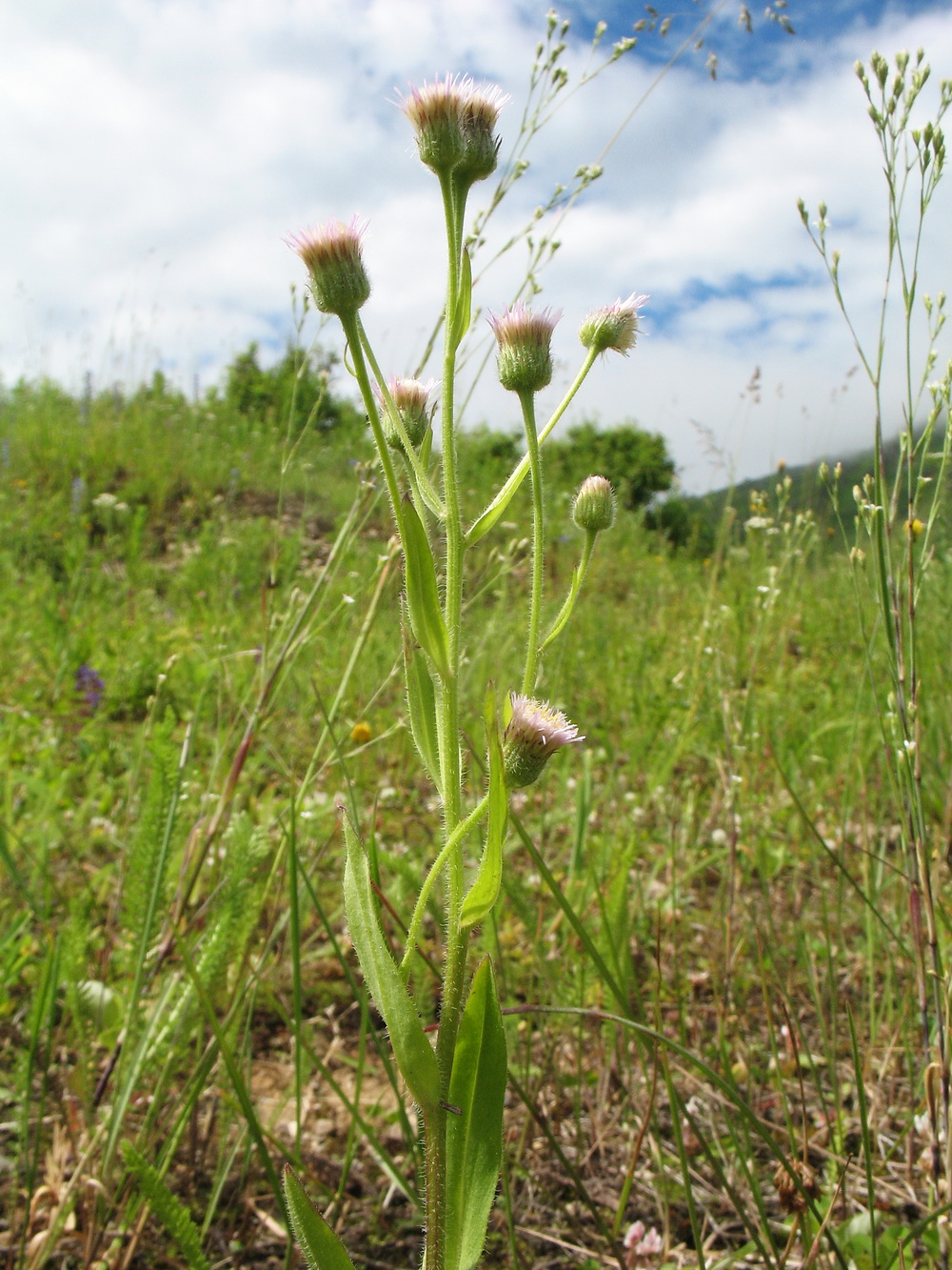 Image of Erigeron acris specimen.