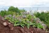 Pennellianthus frutescens. Цветущее растение на осыпи у тропы. Камчатский край, г. Петропавловск-Камчатский, склон Мишенной сопки. 02.08.2024.