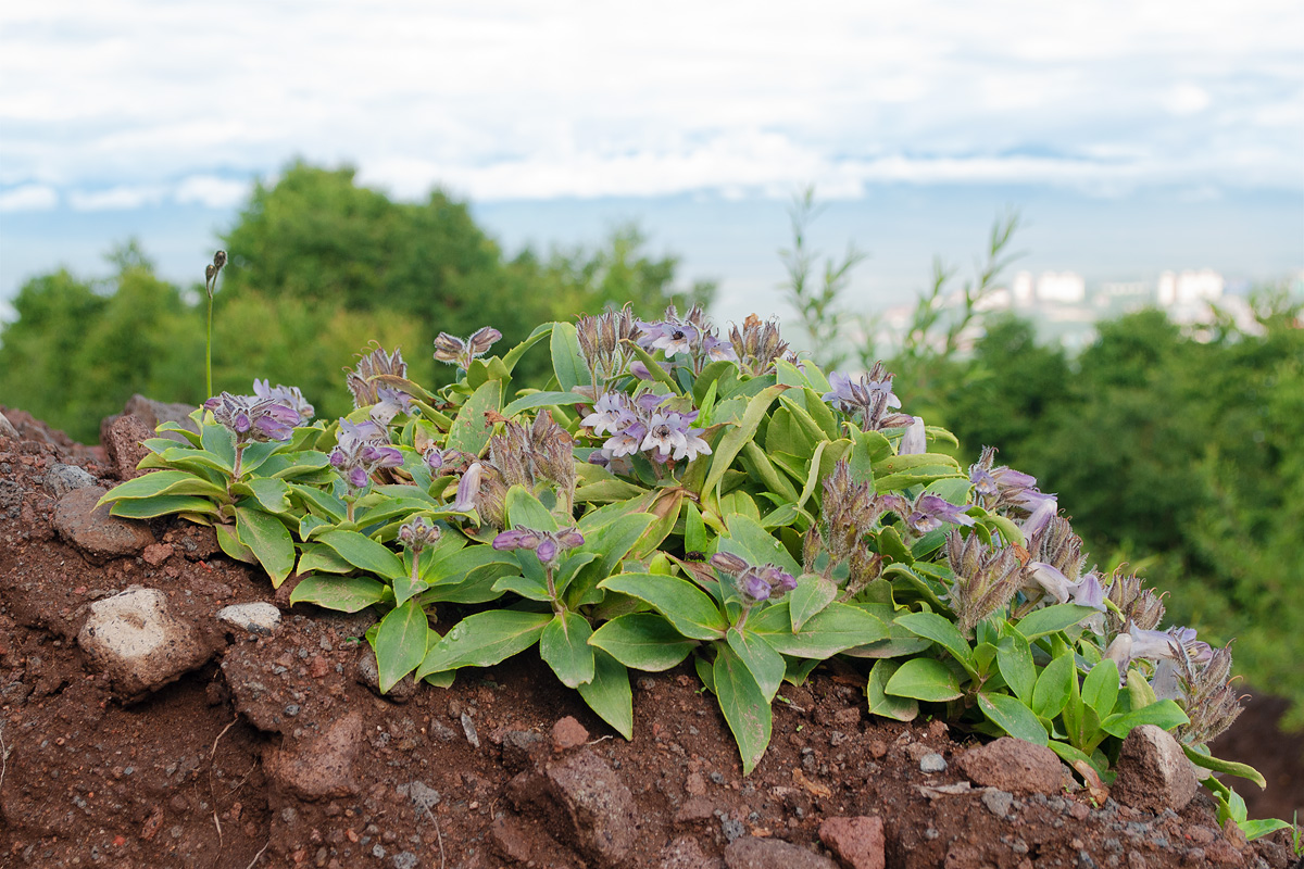 Изображение особи Pennellianthus frutescens.