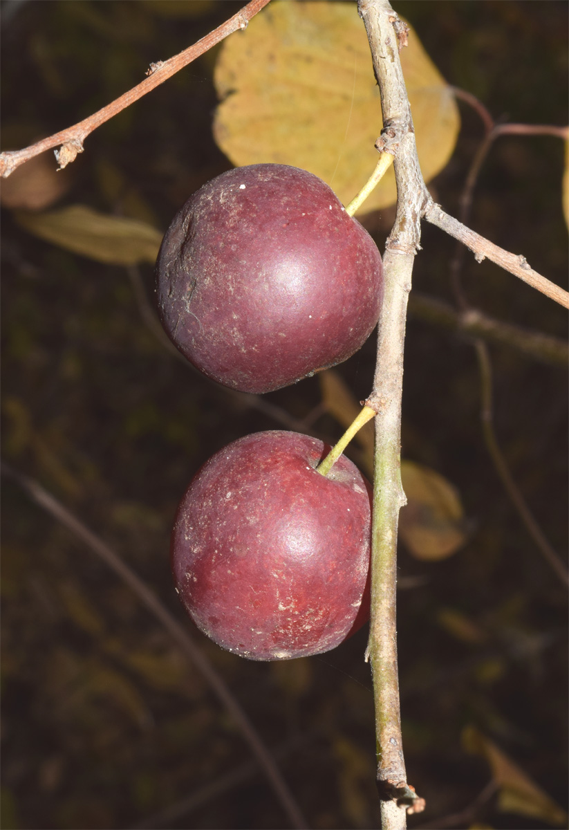 Image of Prunus cerasifera specimen.