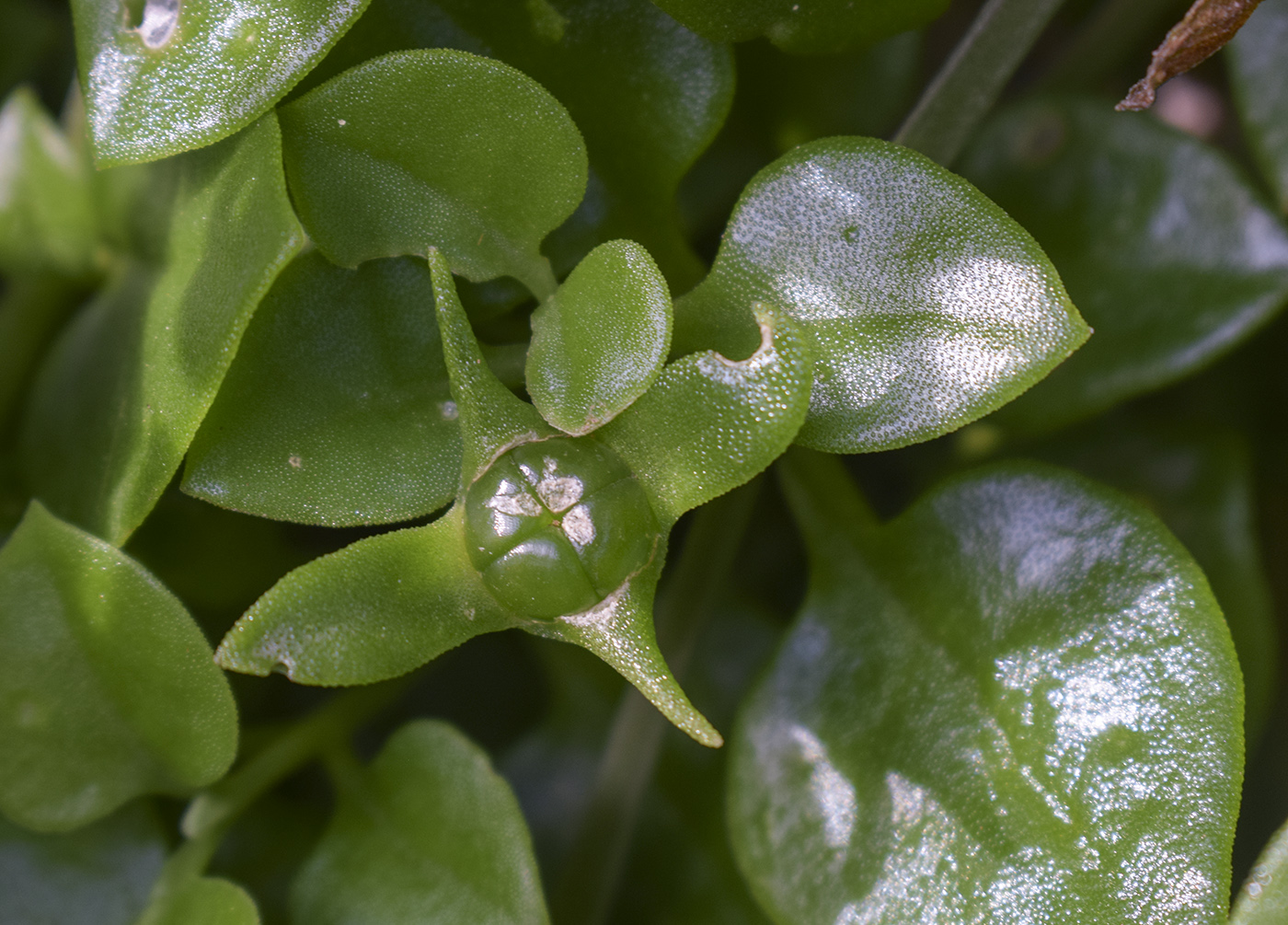 Image of Aptenia cordifolia specimen.