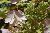 Hydrangea quercifolia. Часть соплодия с незрелыми плодами и стерильными цветками. Испания, автономное сообщество Каталония, провинция Жирона, комарка Баш-Эмпорда, муниципалитет Палафружель, ботанический сад \"Кап-Роч\". 13.07.2021.