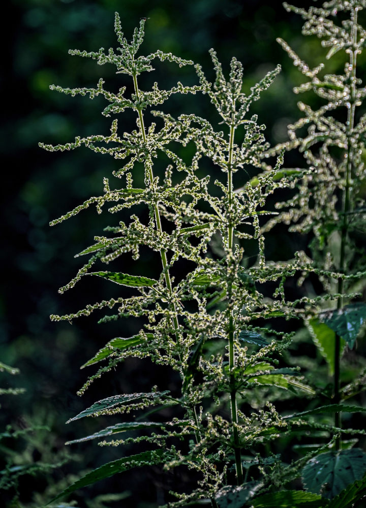 Image of Urtica dioica specimen.