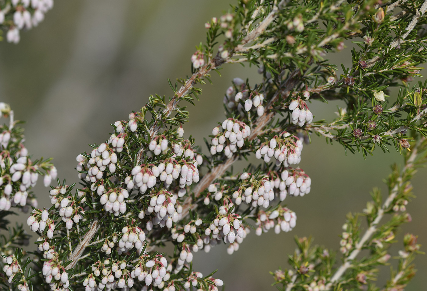 Image of Erica arborea specimen.