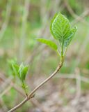 Hydrangea arborescens. Верхушка побега с разворачивающимися почками. Казахстан, Восточно-Казахстанская обл., Глубоковский р-н, окр. с. Кожохово, в культуре. 04.05.2024.