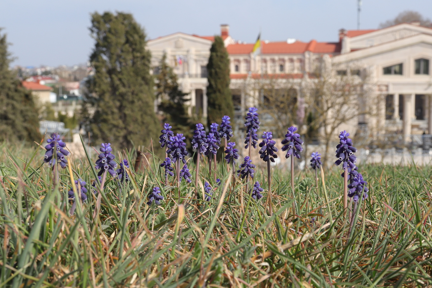 Изображение особи Muscari neglectum.