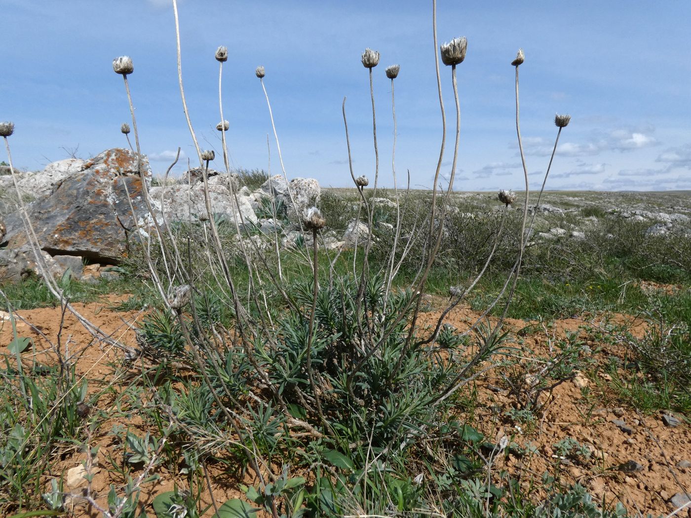 Image of Jurinea suffruticosa specimen.