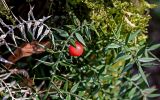 Ruscus aculeatus