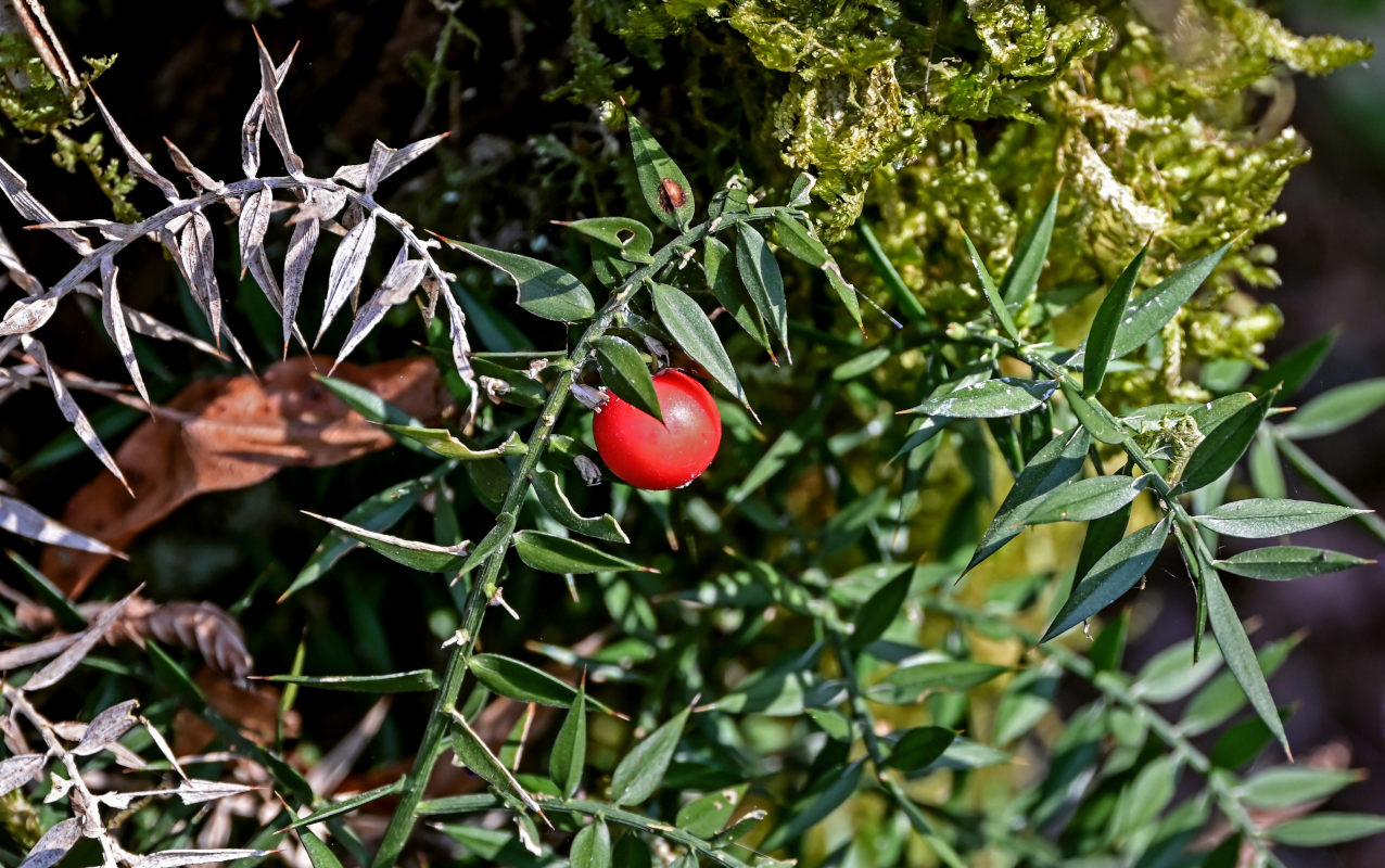 Image of Ruscus aculeatus specimen.