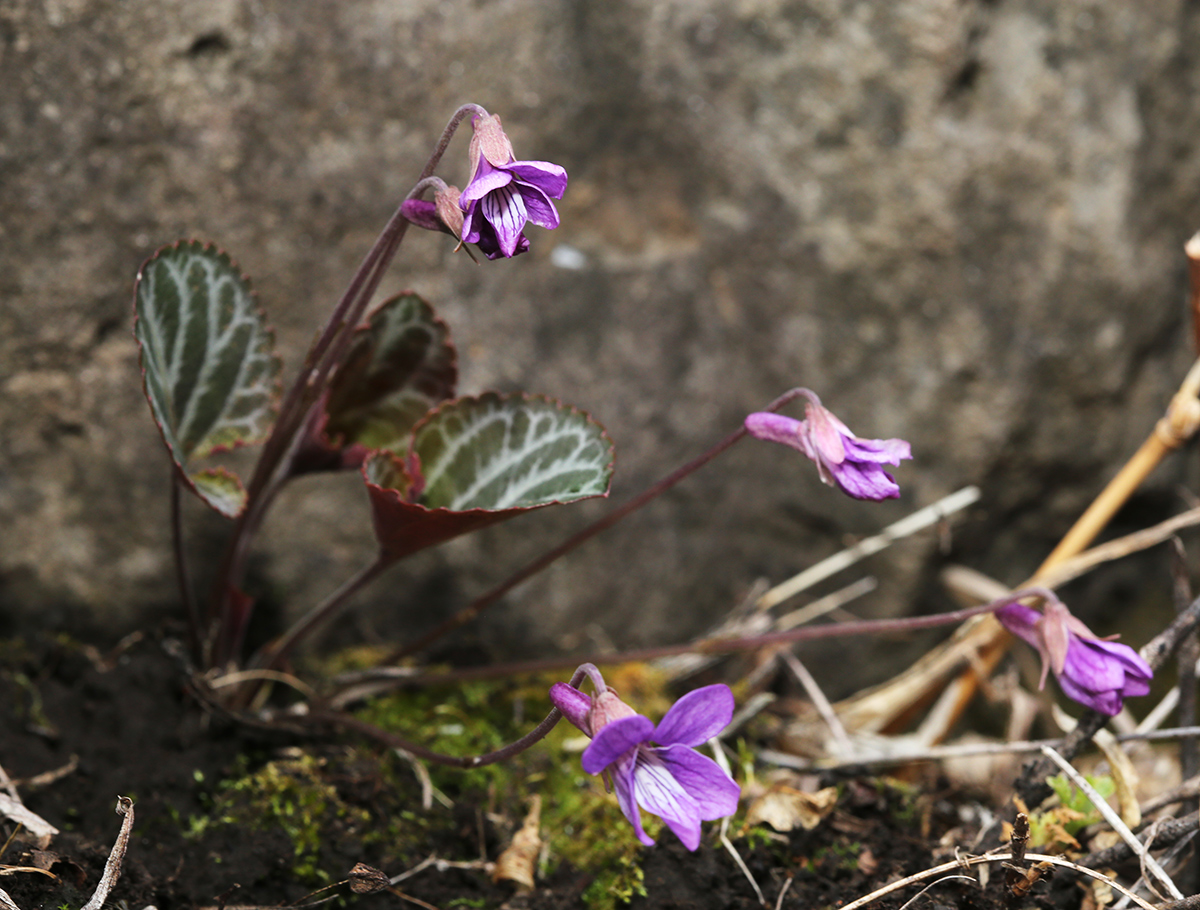 Изображение особи Viola variegata.