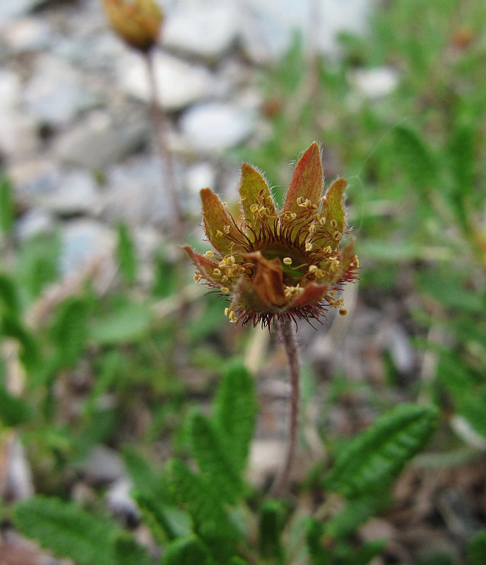 Image of Dryas octopetala specimen.