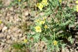 Смотреть изображение Sterigmostemum caspicum