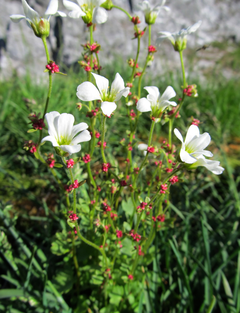 Image of Saxifraga cernua specimen.