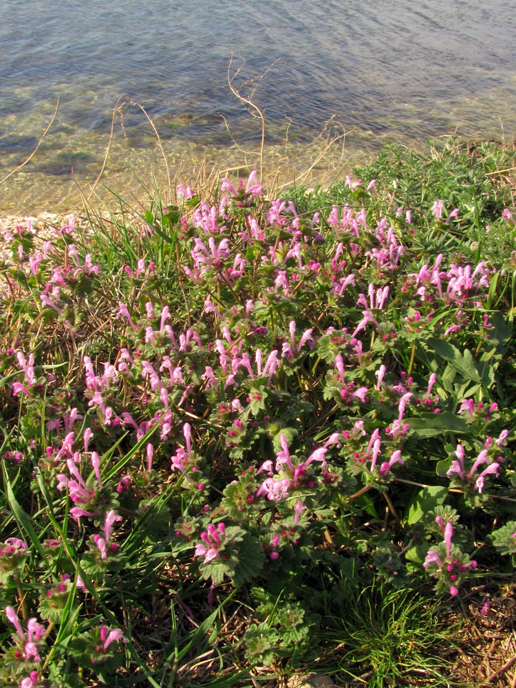 Изображение особи Lamium amplexicaule.