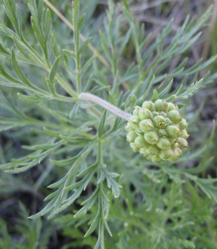 Image of Adonis villosa specimen.