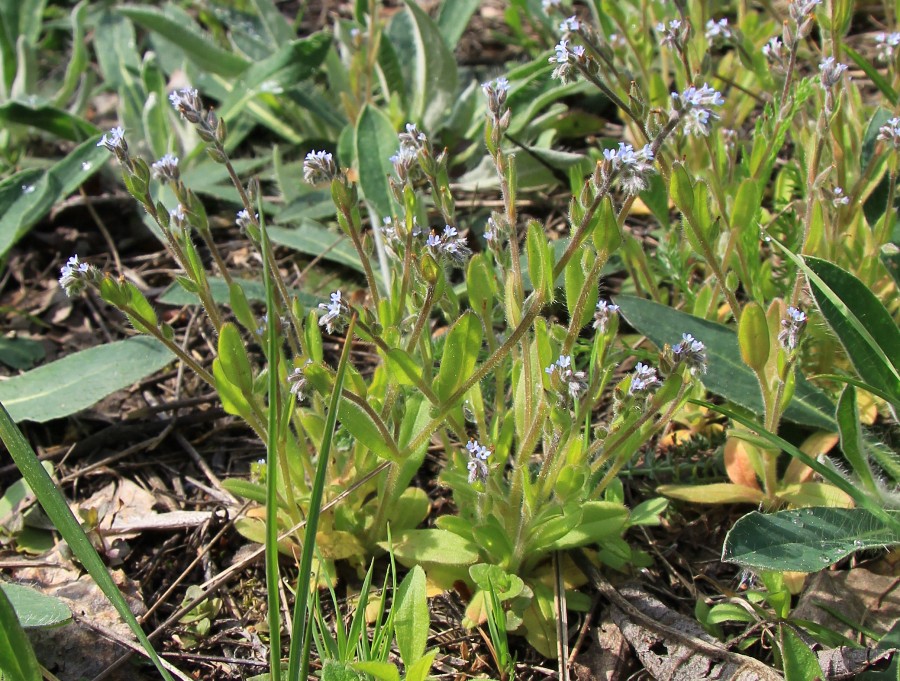 Image of Myosotis micrantha specimen.