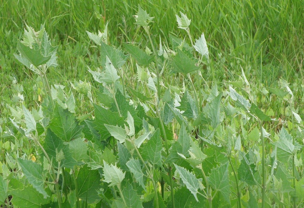 Image of Atriplex micrantha specimen.