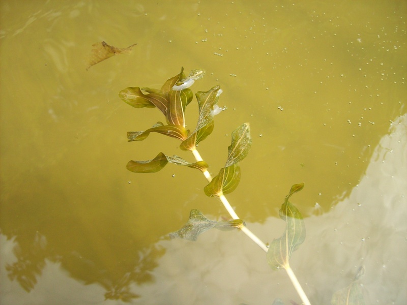 Изображение особи Potamogeton perfoliatus.